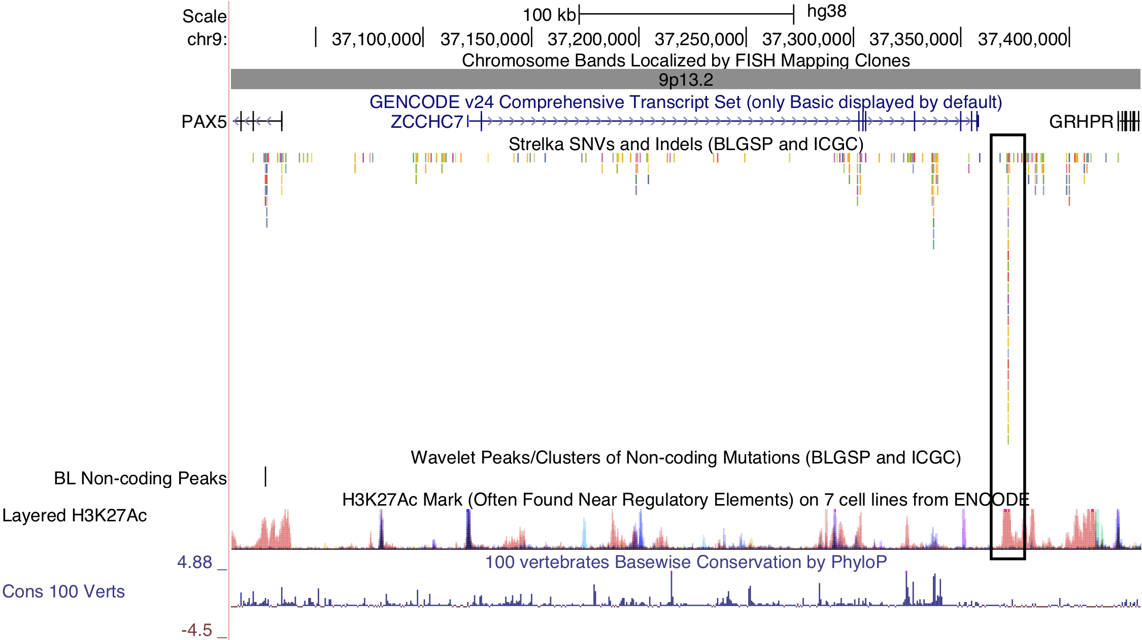 – Non-coding mutations in the PAX5 enhancer. The cluster in question is indicated by a black outline on the right-hand side. PAX5 is located on the left-hand side. Note the overlap between the cluster of non-coding mutations and the peak in histone 3 lysine 27 (H3K27) acetylation.