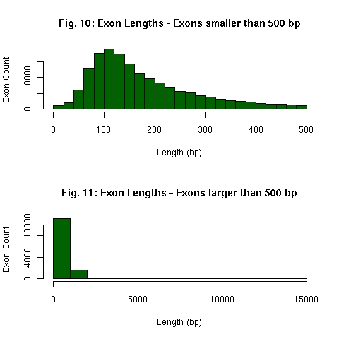 Distribution of EnsEMBL exon lengths