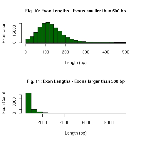 Distribution of EnsEMBL exon lengths