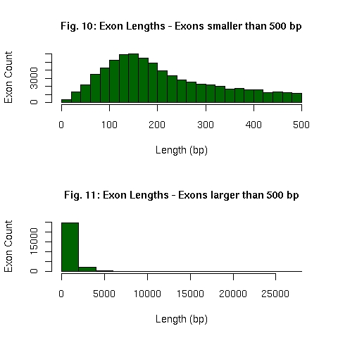 Distribution of EnsEMBL exon lengths