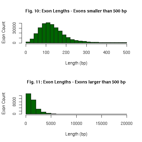 Distribution of EnsEMBL exon lengths