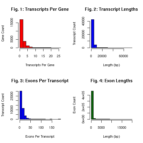 EnsEMBL gene model summary