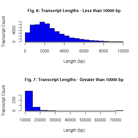 Distribution of EnsEMBL transcript lengths