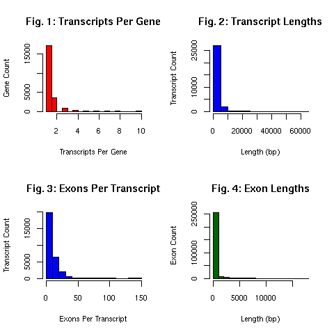 EnsEMBL gene model summary