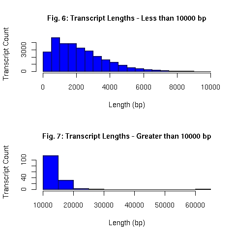 Distribution of EnsEMBL transcript lengths