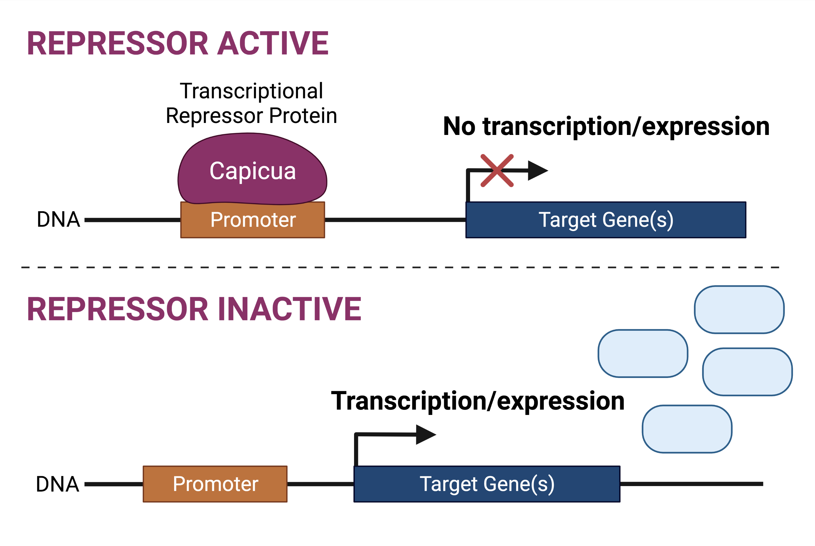 Transcriptional repressor activity.