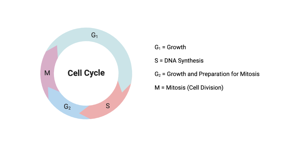 cell cycle