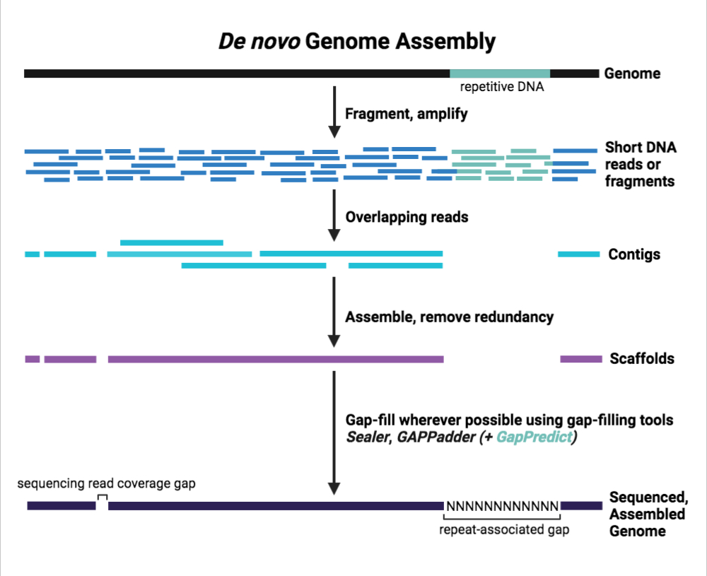 Schematic of de novo genome assembly