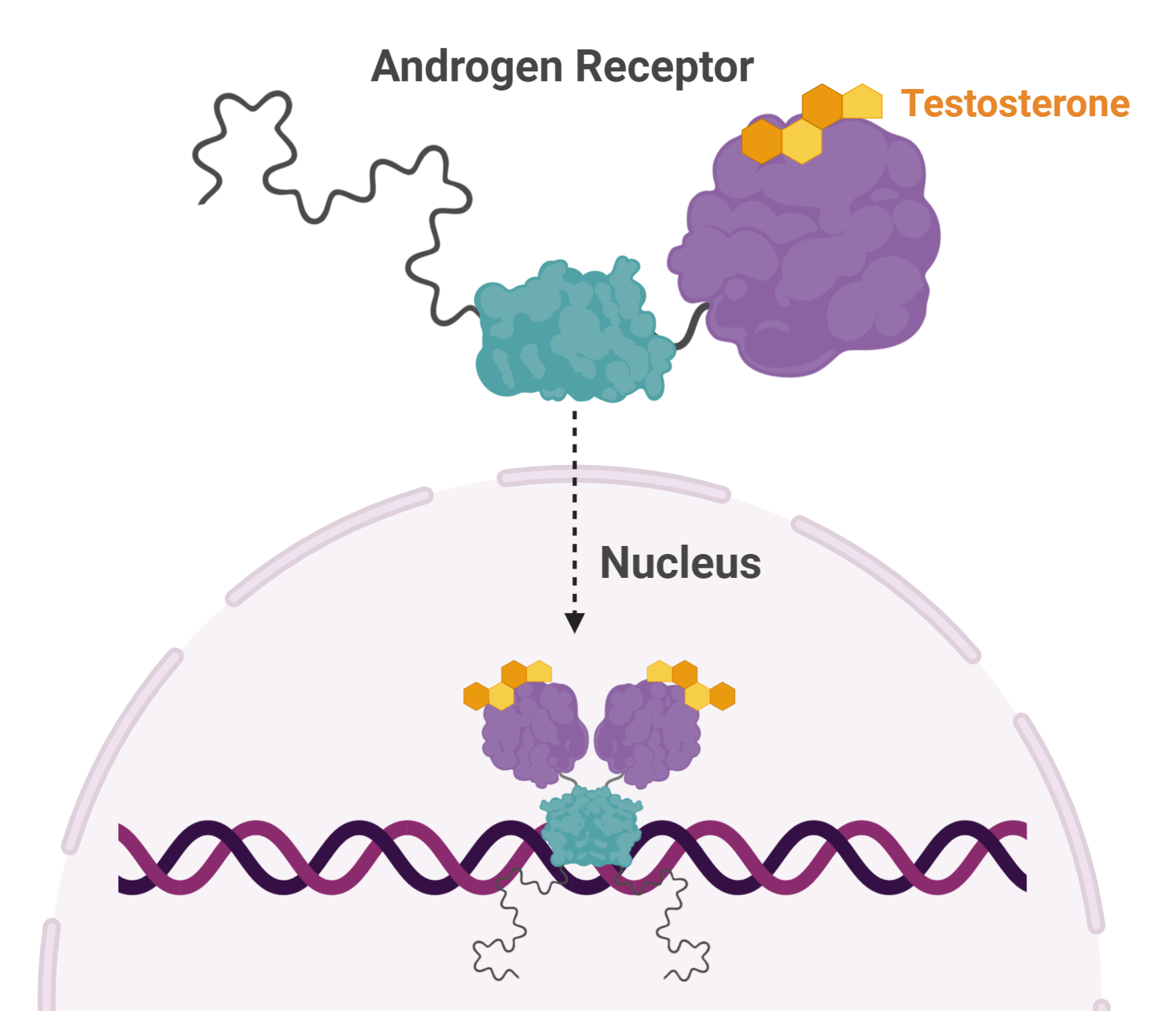 Androgen receptor