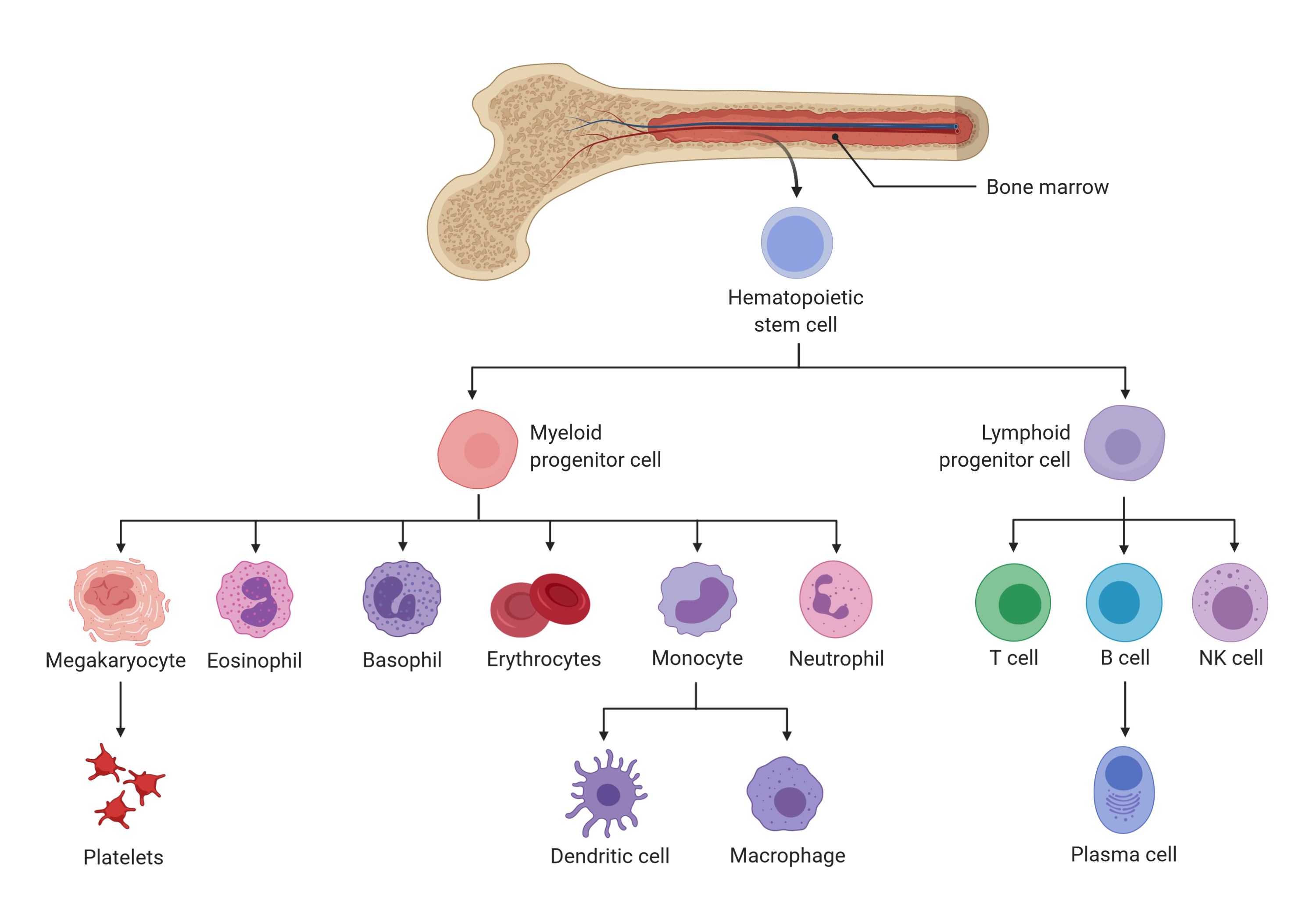 stem cell differenciation