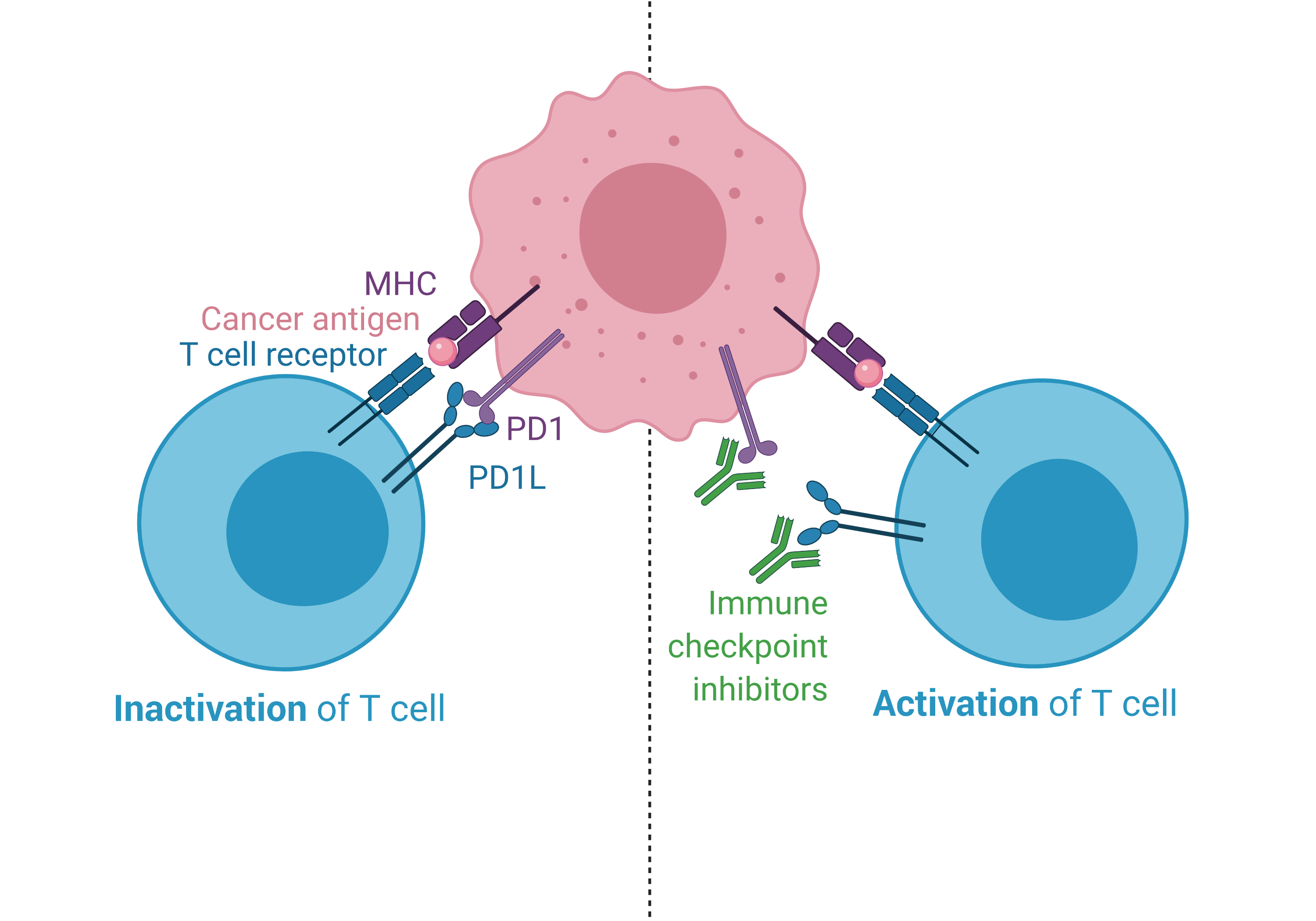 Oral immunotherapy 88.5 wfdd