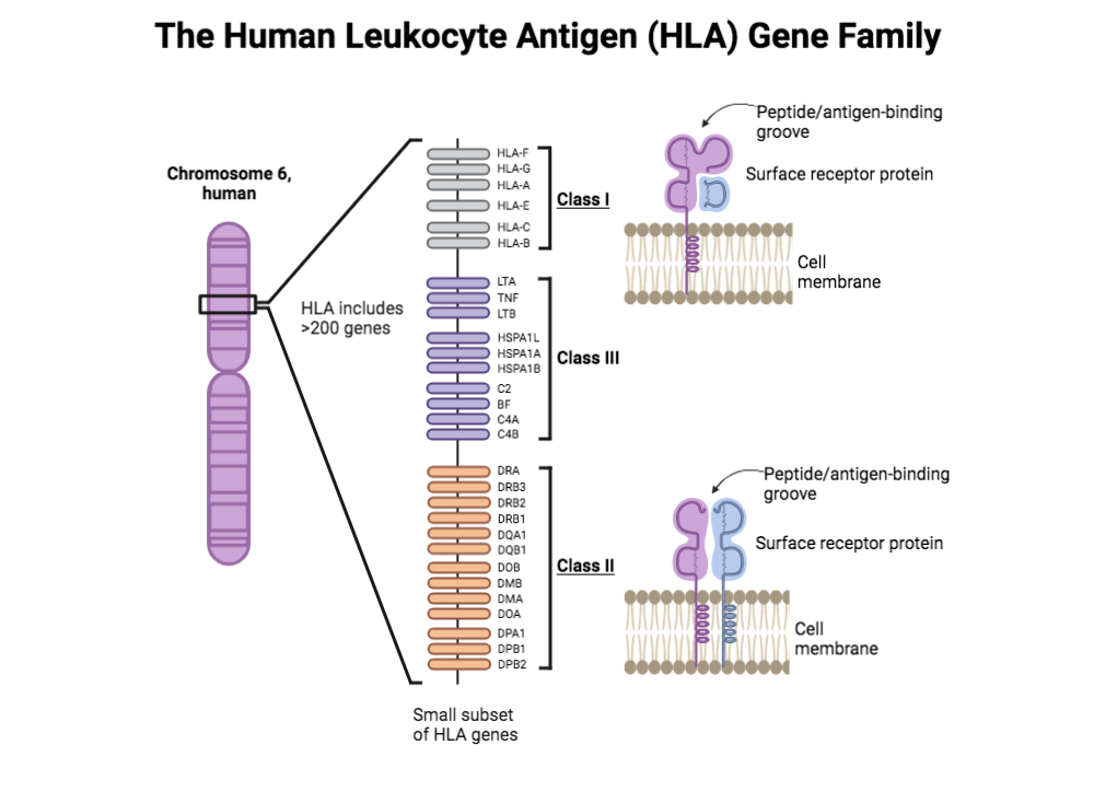 Human Leukocyte Antigen An Overview ScienceDirect Topics, 50% OFF