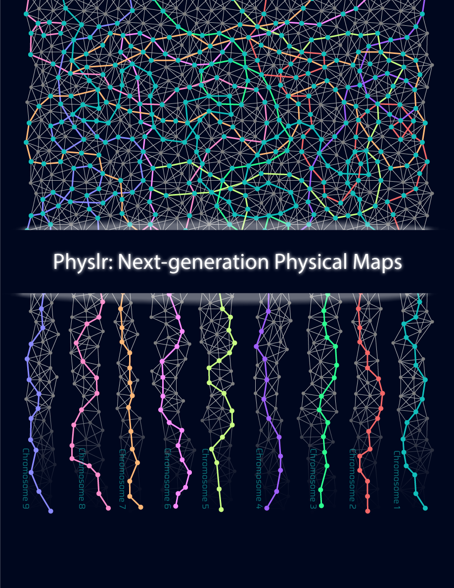 Schematic depiction of next-generation physical maps generated from entangled/perplexed/convoluted overlap graphs of sequencing data by Physlr. 