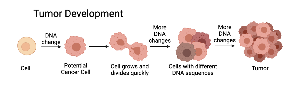 Development of a tumour from a single cell.