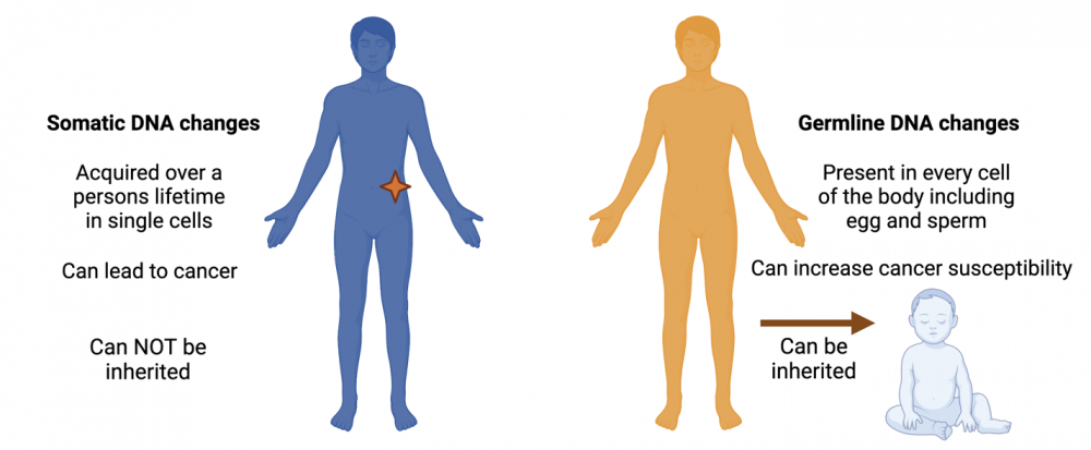 somatic versus germline changes