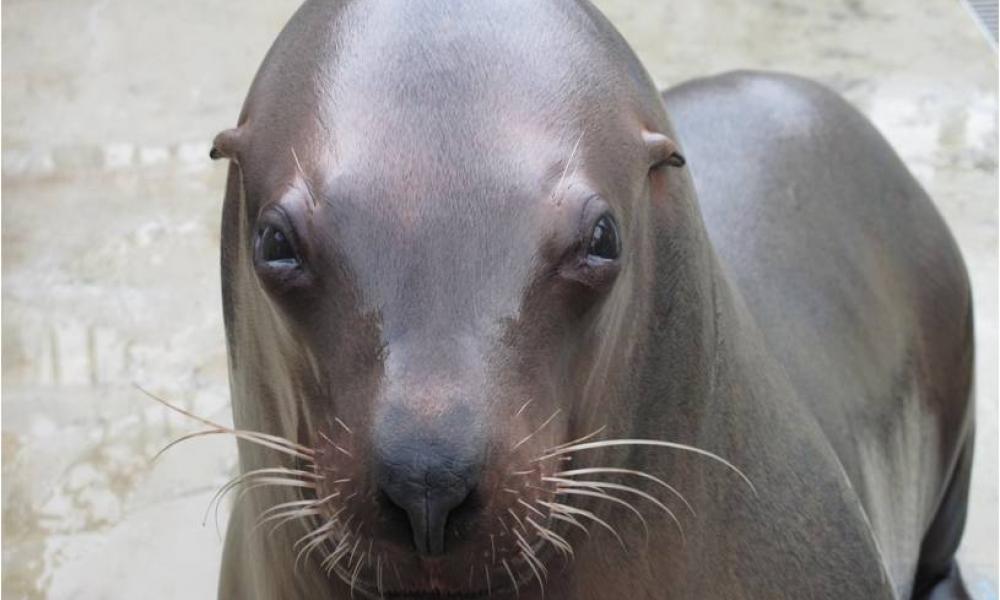 Steller sea lion genome sequenced | Genome Sciences Centre