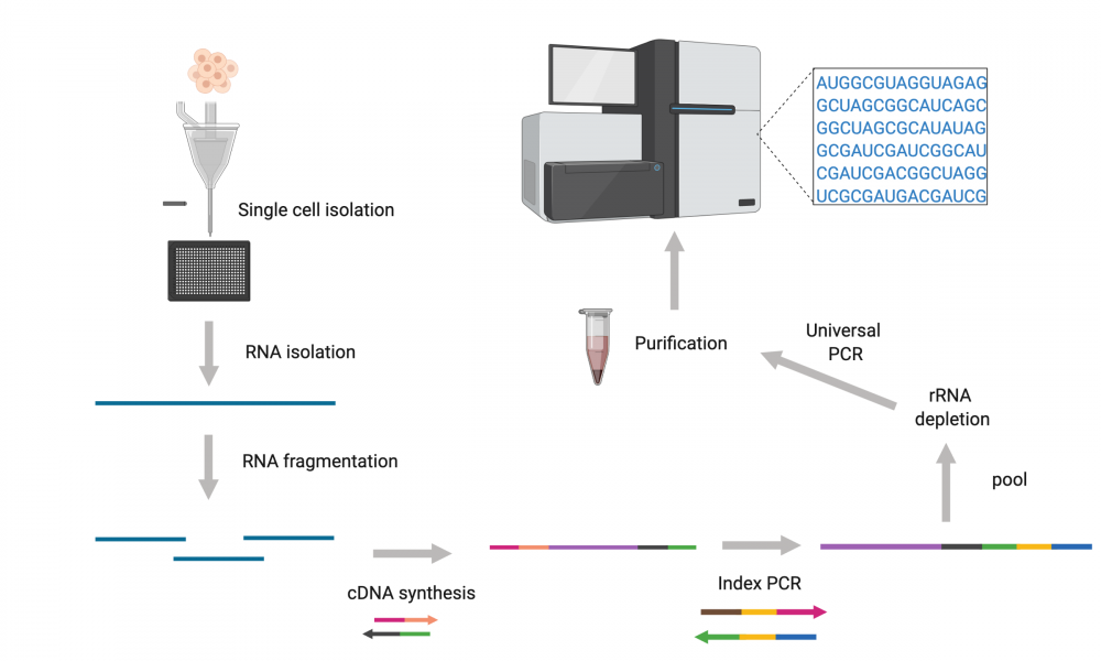 GSC researchers develop new method of single-cell RNA sequencing ...